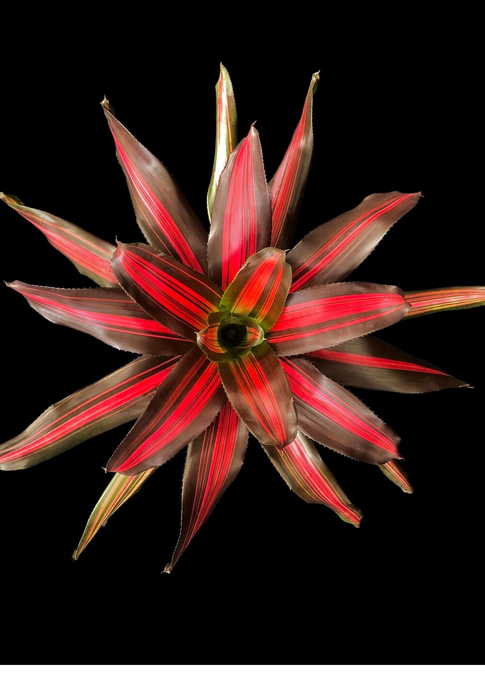Neoregelia Cookie 6″ pot