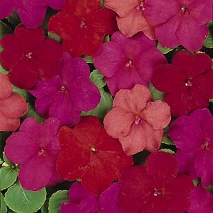 Impatiens Super Elfin Samba Mix 500 seeds