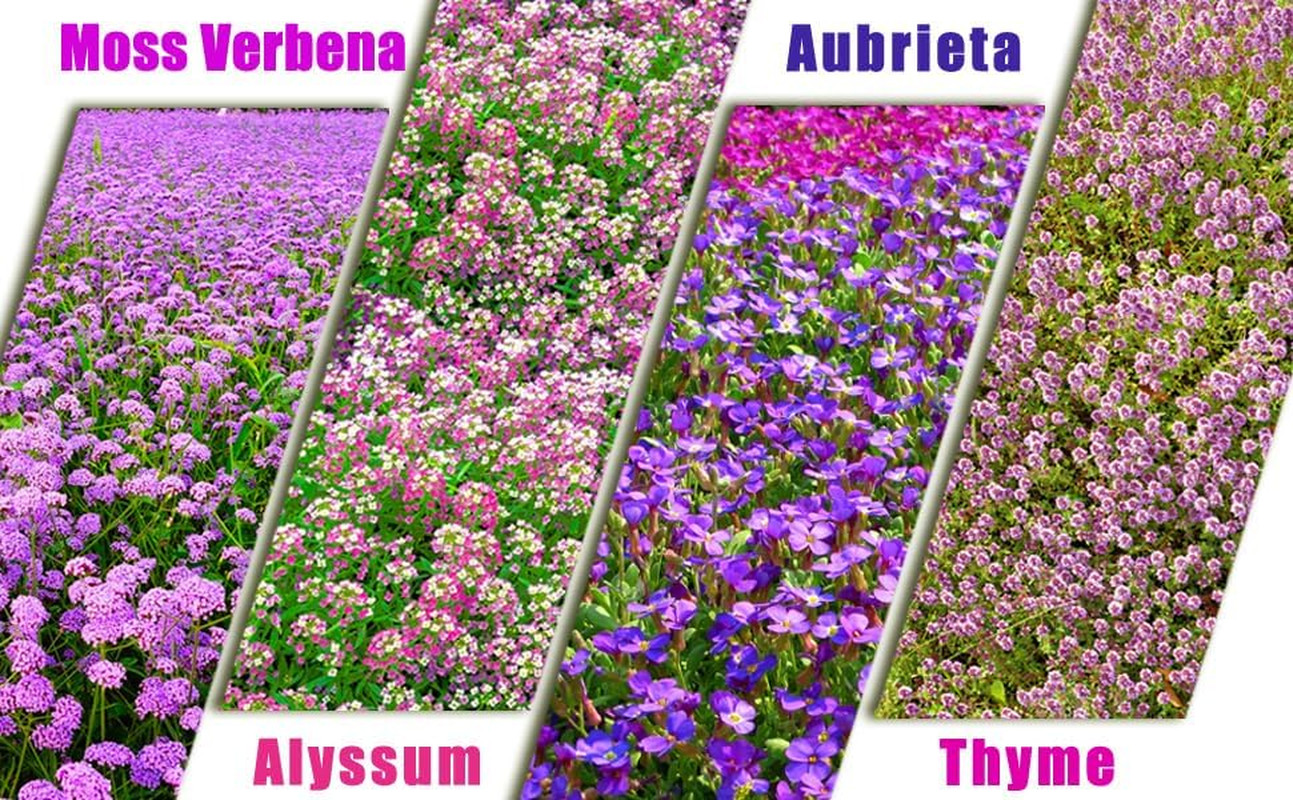 Ground Cover Plant Collection – 31,000+ Mix of Creeping Thyme, Alyssum, Purple