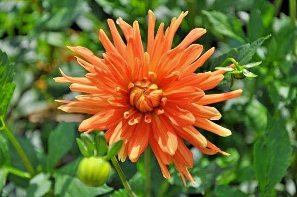 100 CACTUS FLOWERED ZINNIA MIX SEEDS | SALE FREE SHIPPING NON GMO HEIRLOOM 2026