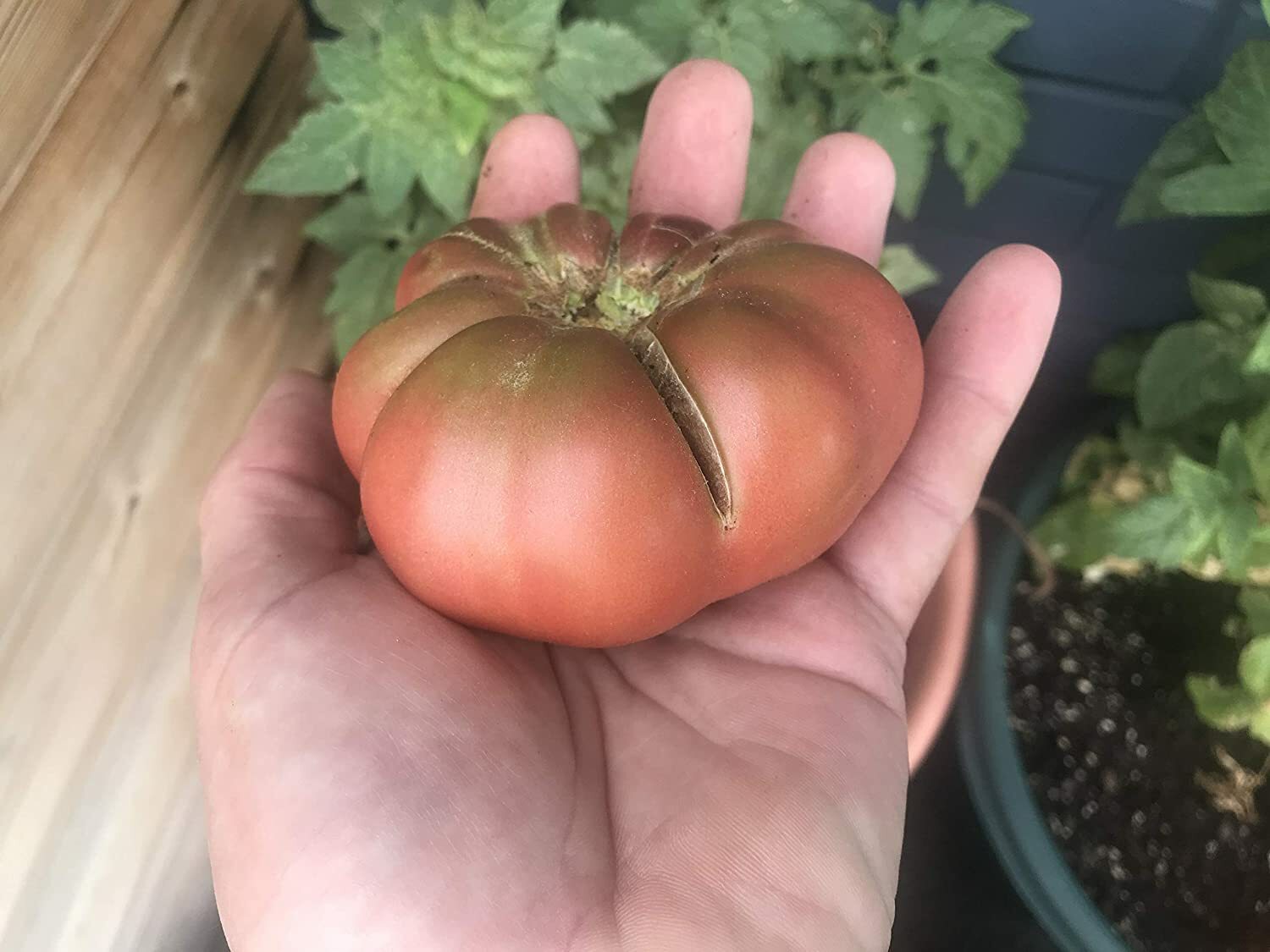 Wild Fred Heirloom Cherokee Purple Dwarf Tomato Premium Seed Packet