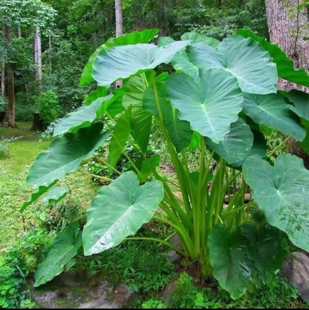 Taro Root Bulbs Elephant Ear Live Plant 3 Fresh Taro Bulbs Ready To Plant