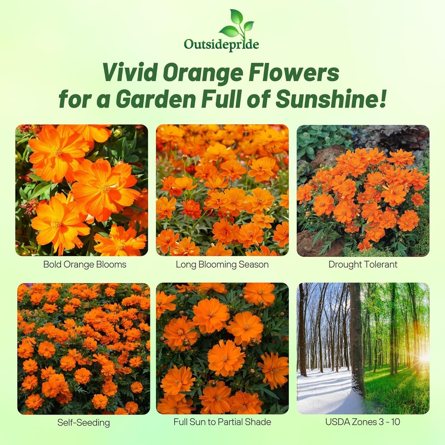 50 Seeds Drought Tolerant Cosmos Sulphureus Mandarin Orange Garden Flower