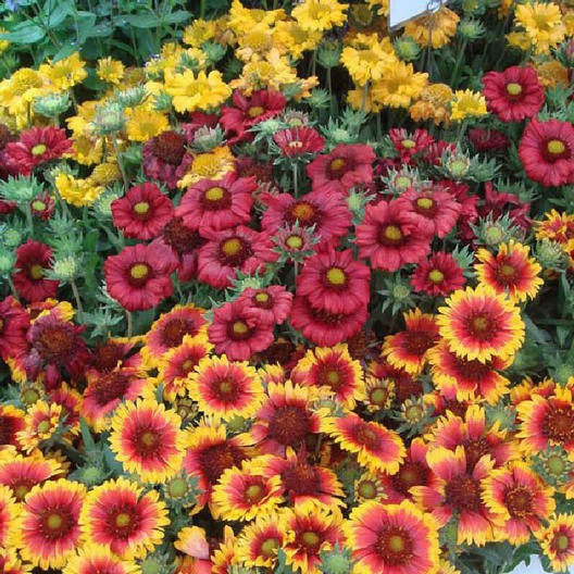 Gaillardia Arizonia APRICOT YELLOW RED Flowers 150 Seeds of MIXED COLORS Non-GMO