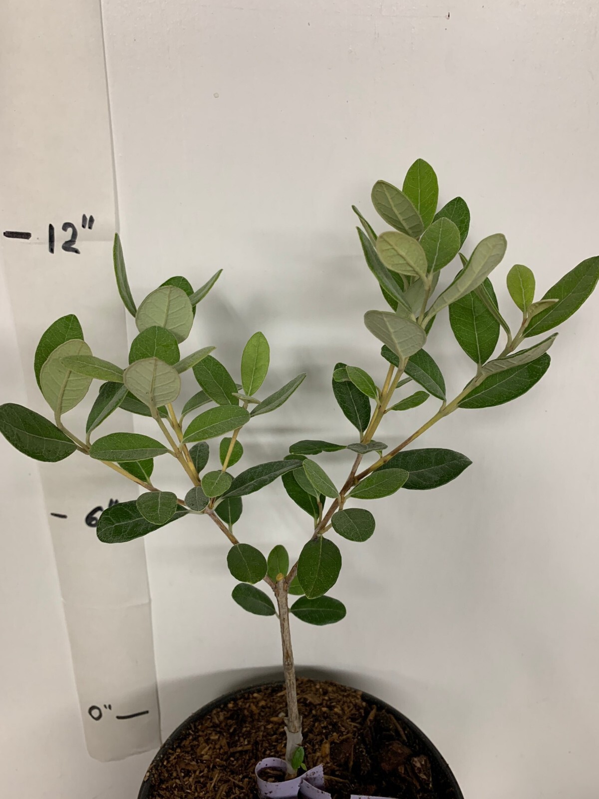One Pineapple Guava Seedling, 1 gallon container, No Ship AK, HI