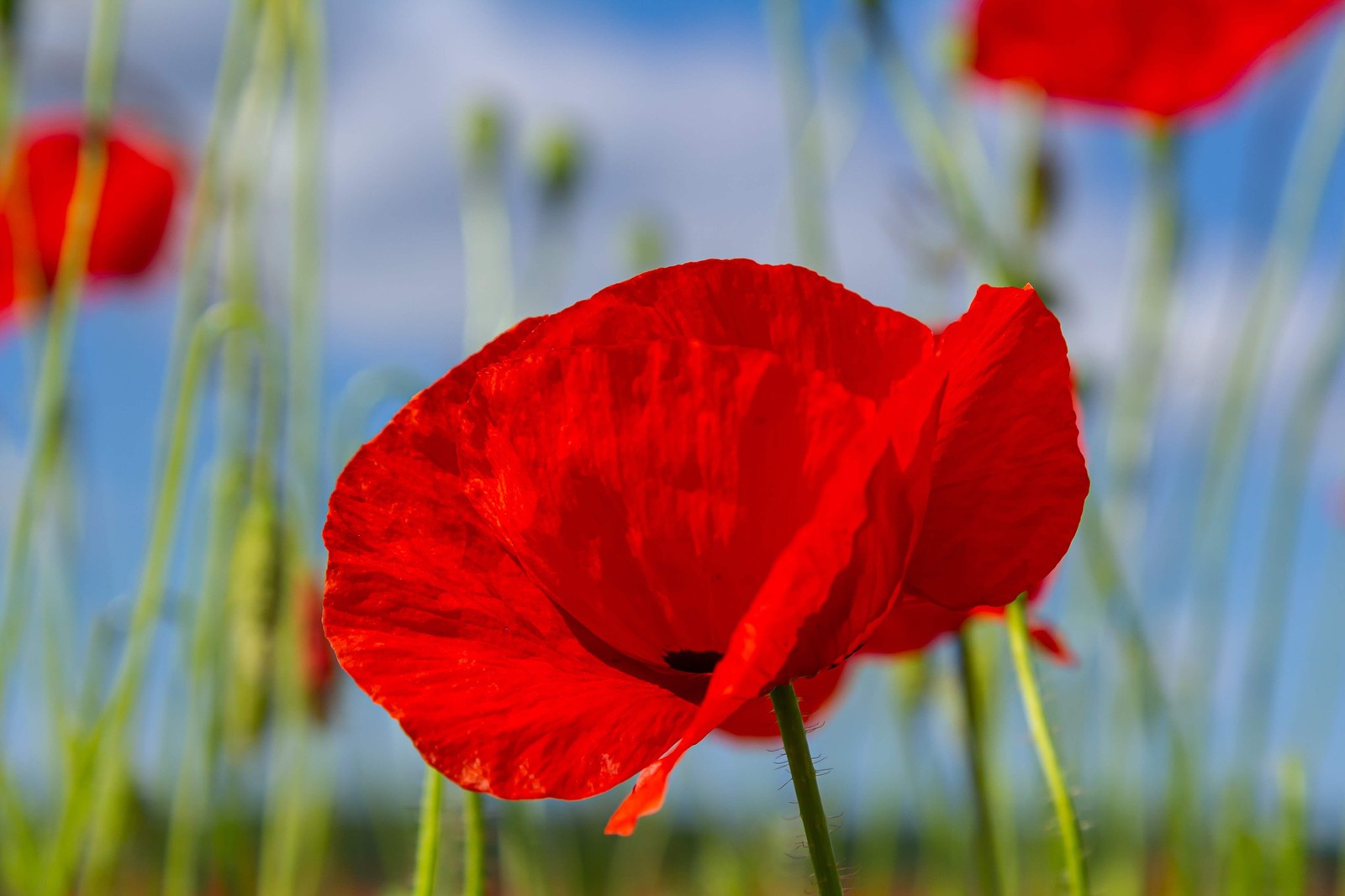 1000 Red AMERICAN LEGION POPPY Corn Shirley Flanders Papaver Rhoeas Flower Seeds