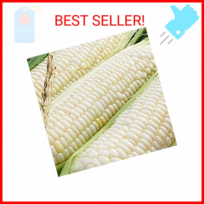 Ohio Heirloom Silver Queen Sweet Corn Seeds – Planting Excellence with 50+ Premi