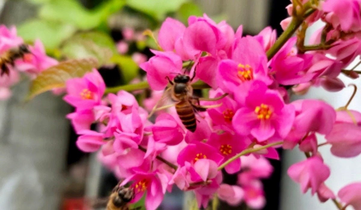 Rare Pink Coral Vine Chain of Love Seeds ~ Antigonon Leptopus ~ Heart Shaped