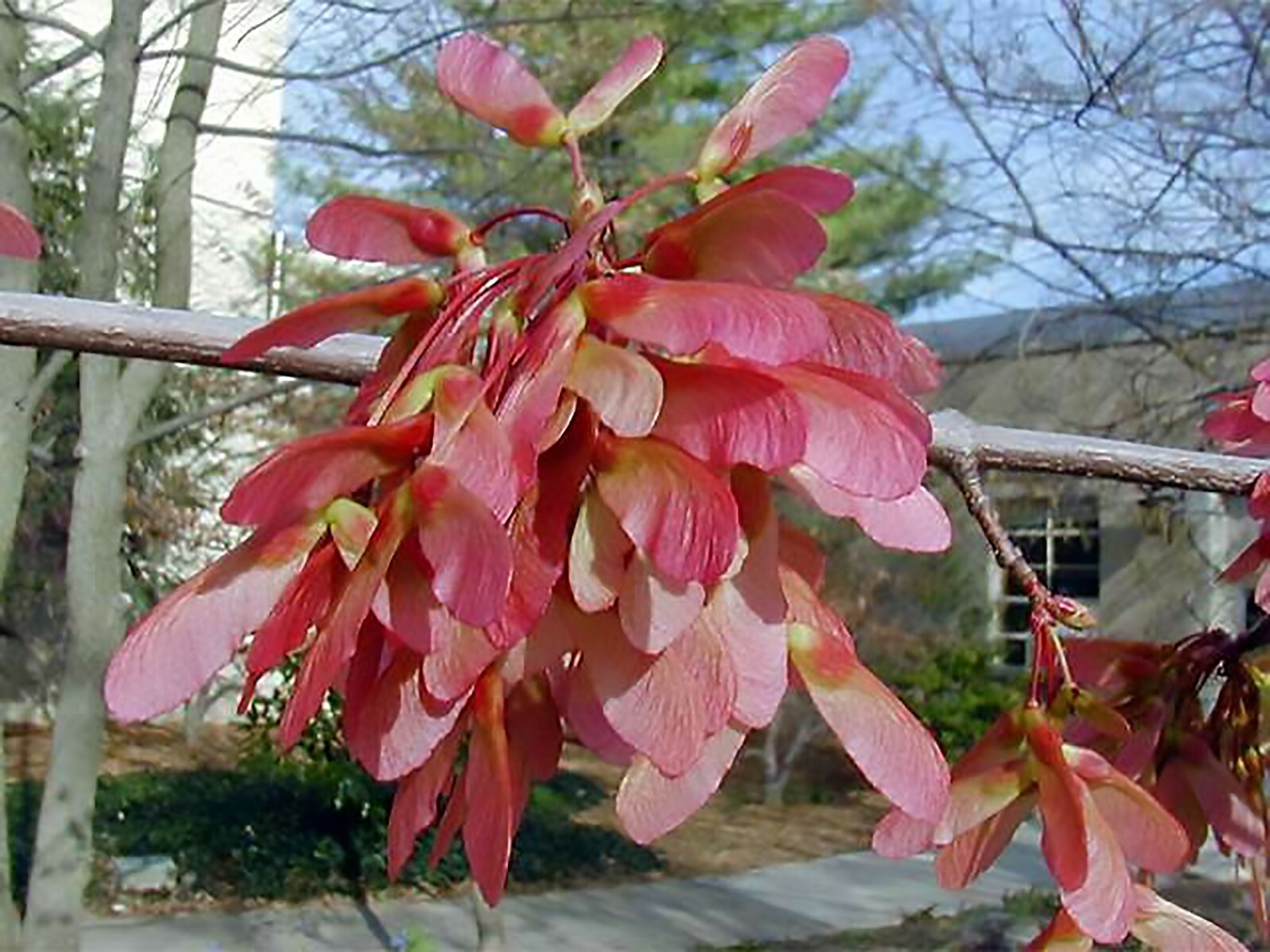 Red Maple, Acer rubrum, Northern Source, Tree Seeds (Fast, Hardy, Fall Color)