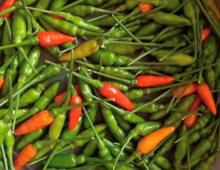 20 Fresh Thai Garden Bird Premium | NON-GMO | Pepper Seeds-B 68