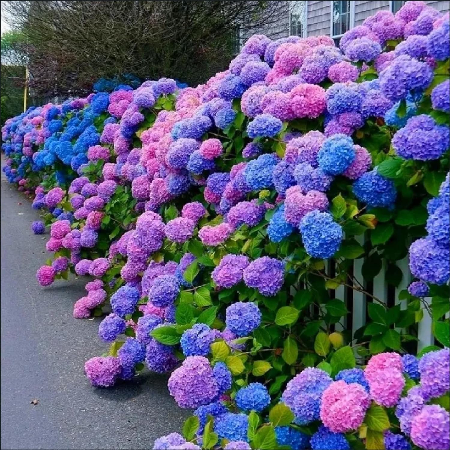 30 Hydrangea Seeds Blue Pink Purple – Perennial Flower Garden Bloom Plant Mix