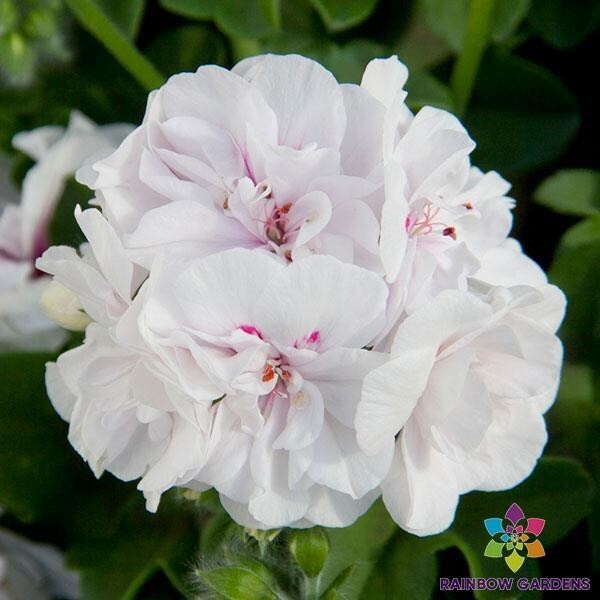 25+ Precision White Red Eye Ivy Leaf Geranium Seeds for Garden – FREE SHIPPING!