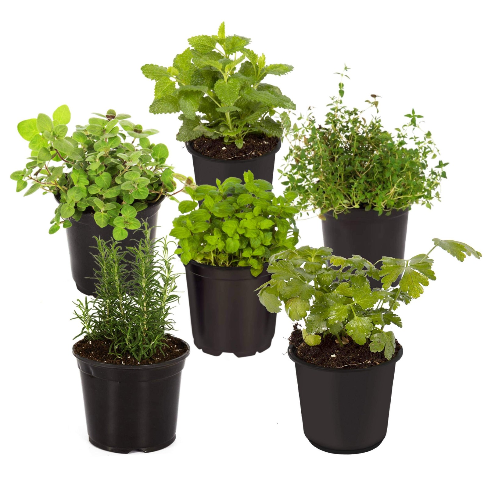 Live Aromatic and Edible Herb Assortment (Rosemary, Eucalyptus, Mint, Lemon B…