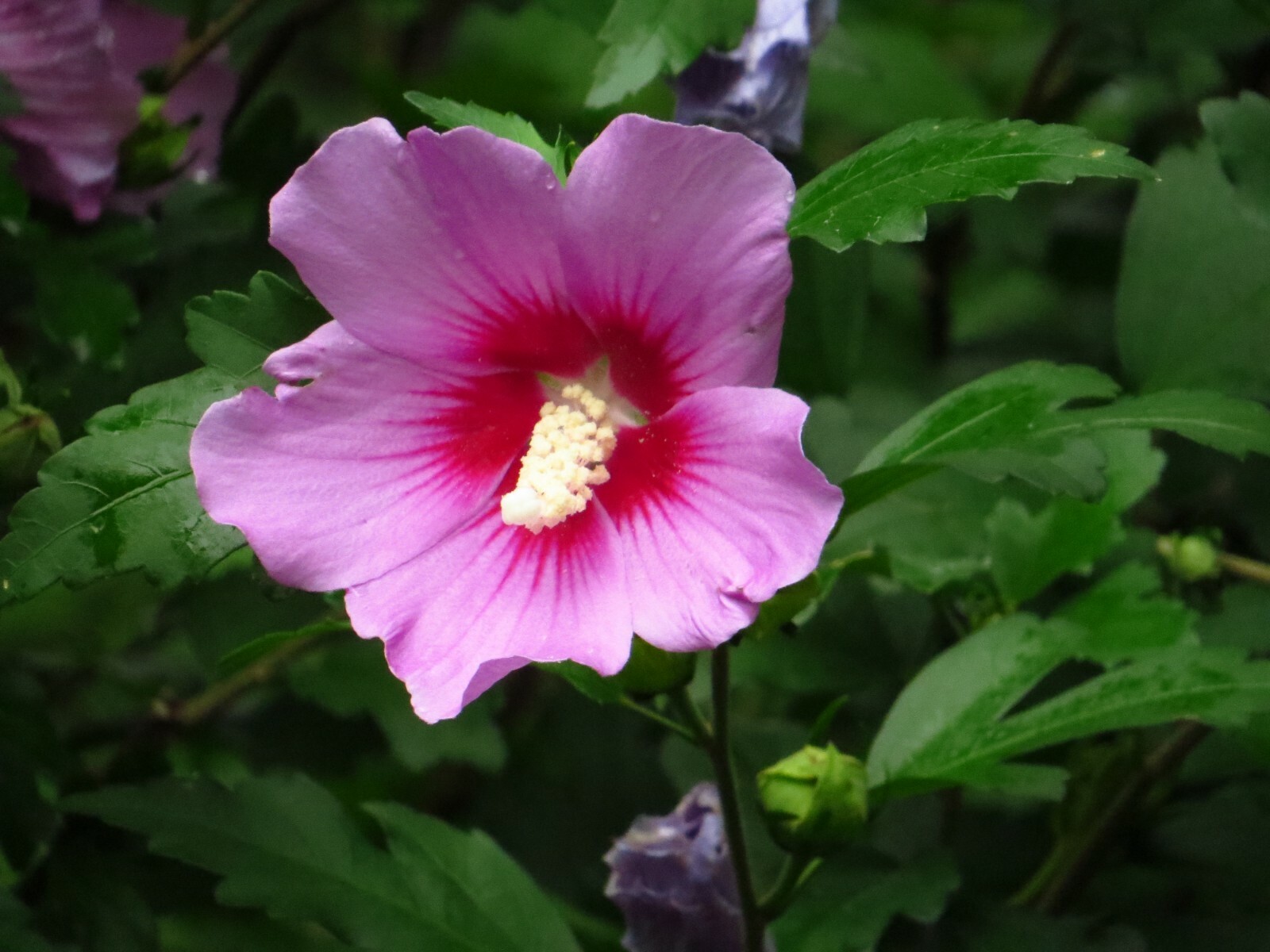 50+ Pink Rose of Sharon Seeds(Hibiscus syriacus/Aphrodite Althea/hardy hibiscus)