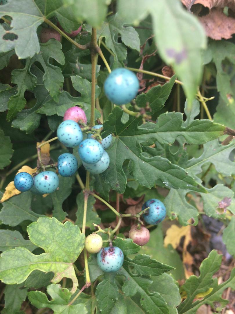 Porcelain Berry Vine…Very Pretty Perennial Vine 25 Seeds USA Seller