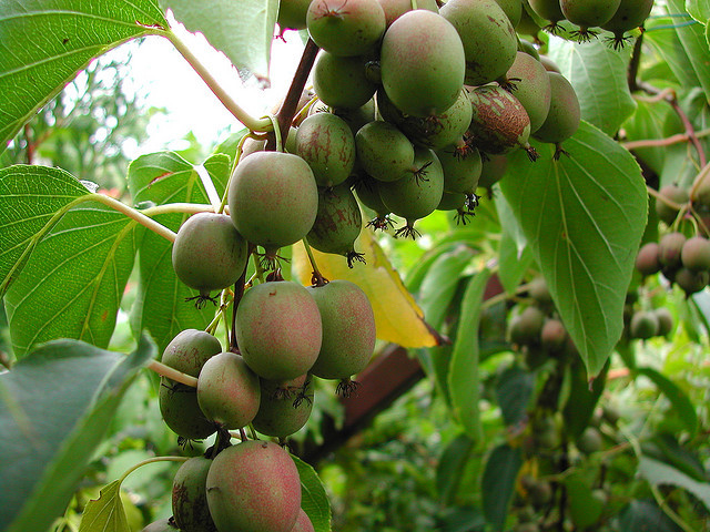 Hardy Kiwi, Actinidia arguta, Vine Seeds