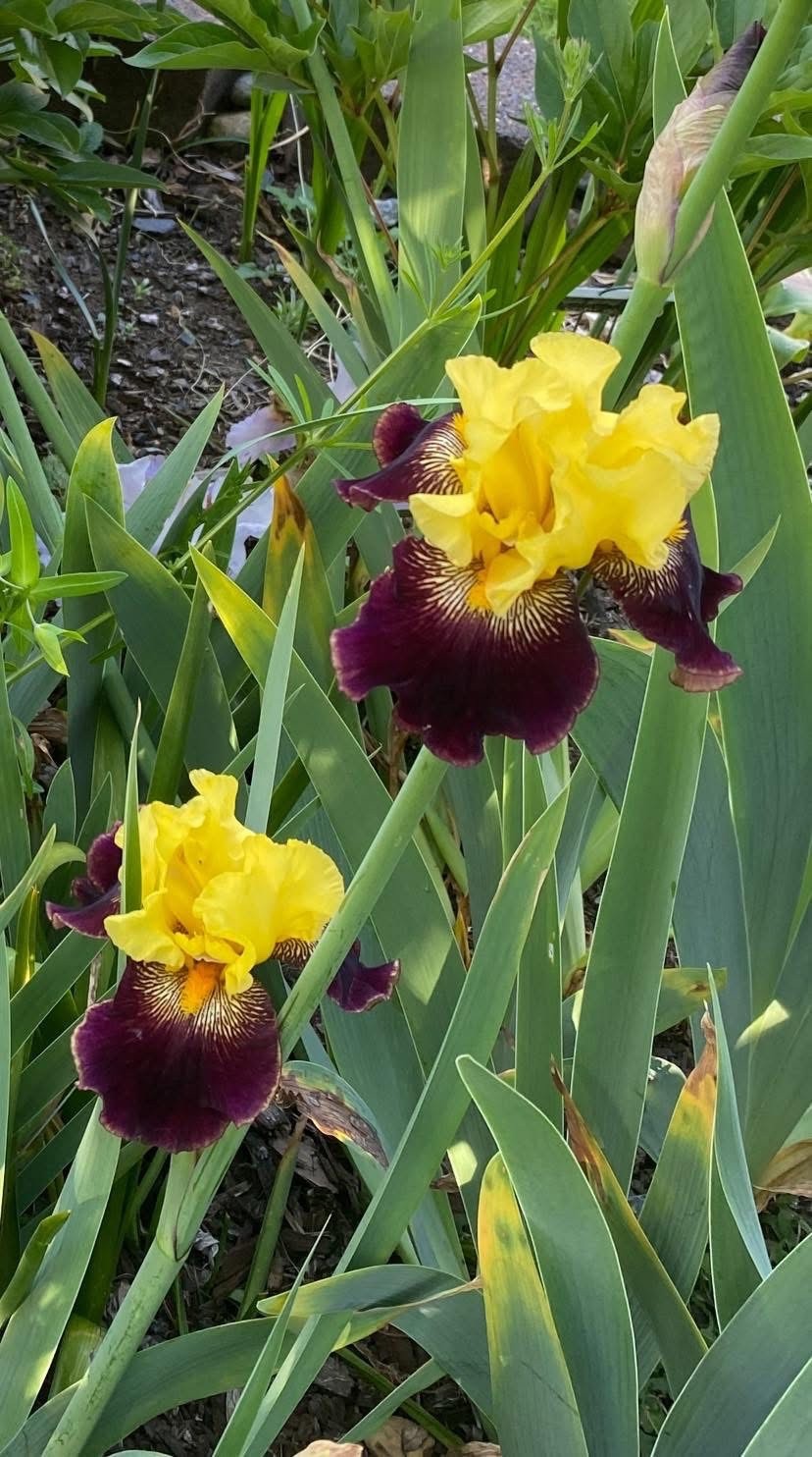 20 tall bearded iris rhizomes