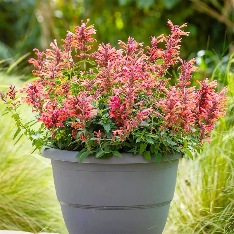 45Pcs Perennial Mix Hummingbird Mint Seeds for Planting- Attracts Hummingbirds a