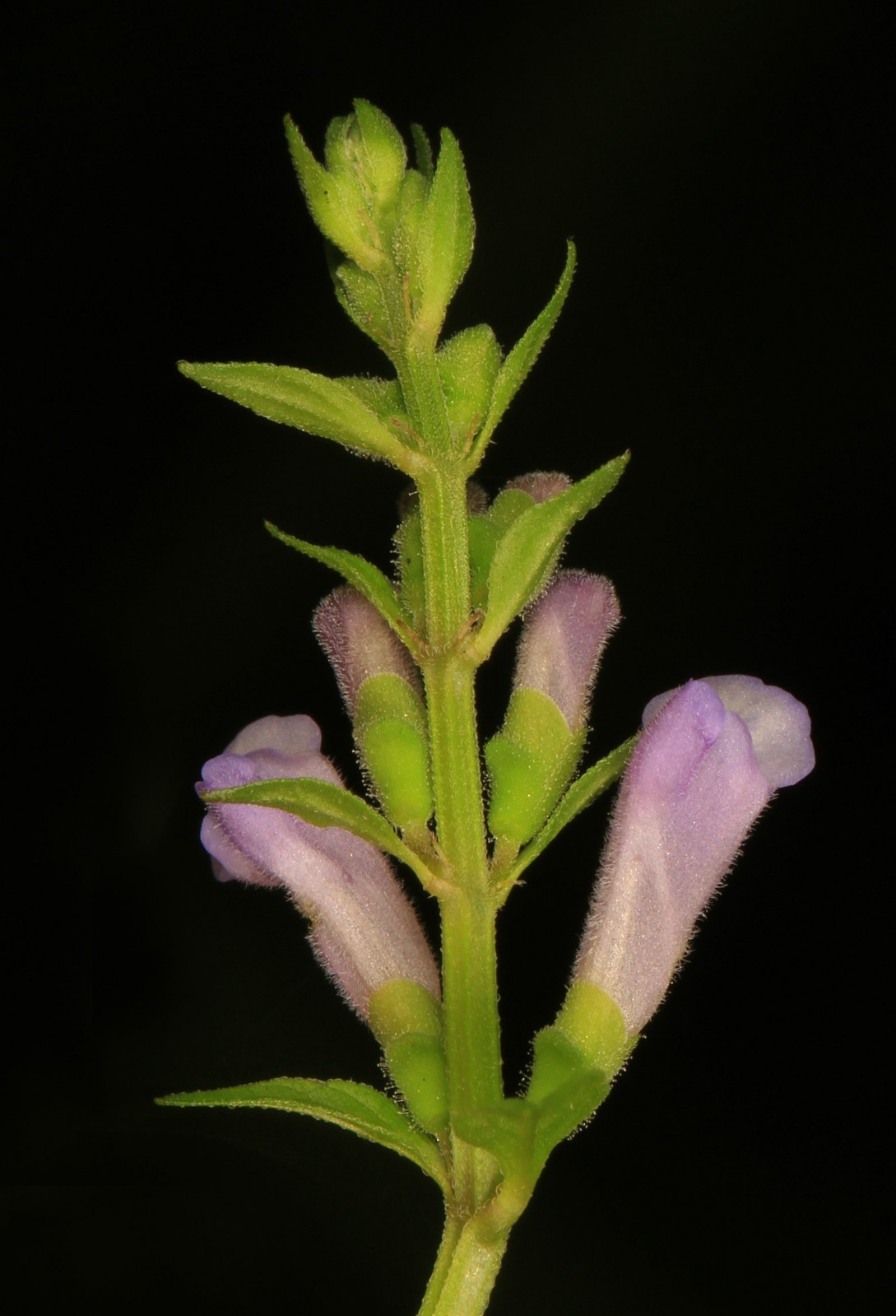 Scutellaria lateriflora seeds – Blue Skullcap – Mad Dog Skullcap – Scullcap