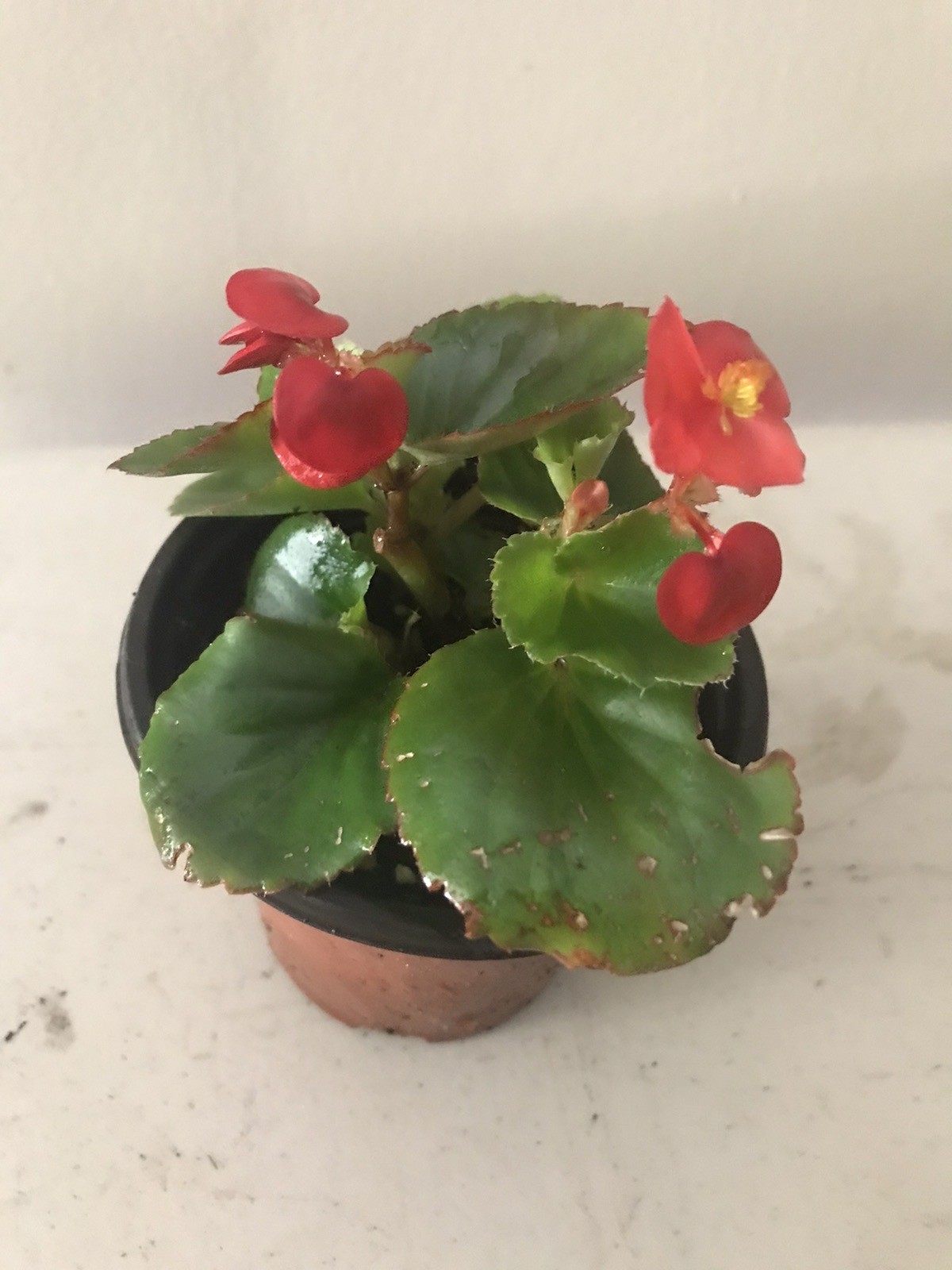 Red Wax Begonia Live Plant in 3” Pot