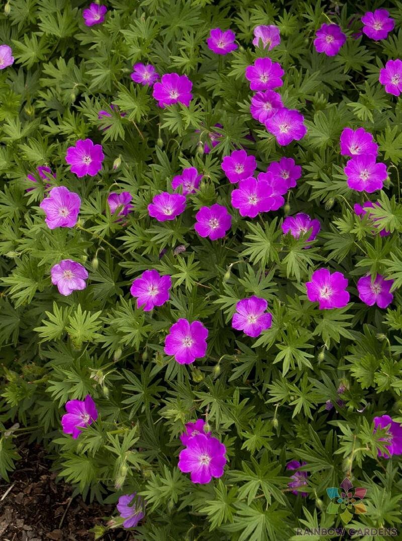 25+ Max Frei (Bloody Cranesbill) Geranium Seeds for Garden – FREE SHIPPING!