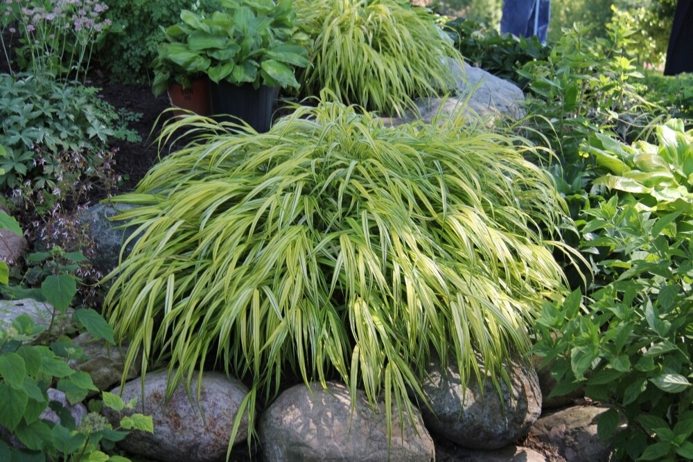 Japanese Forest Grass ‘Aureola’-Hakonechloa-Live Starter Plant-FREE SHIPPING!!!