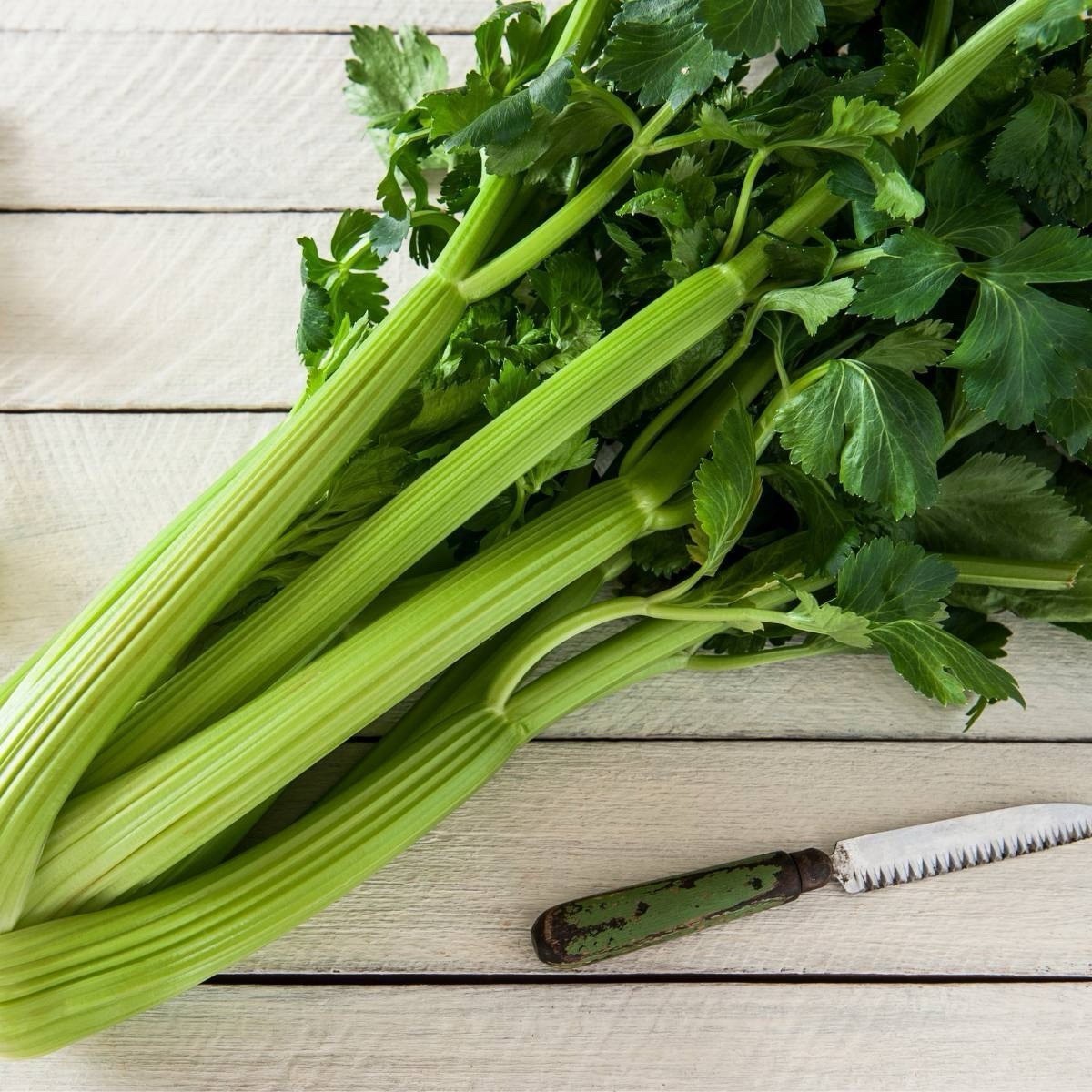 Celery Seeds, Tall Utah Heirloom, Non-GMO, Crisp & Flavorful, Free Shipping