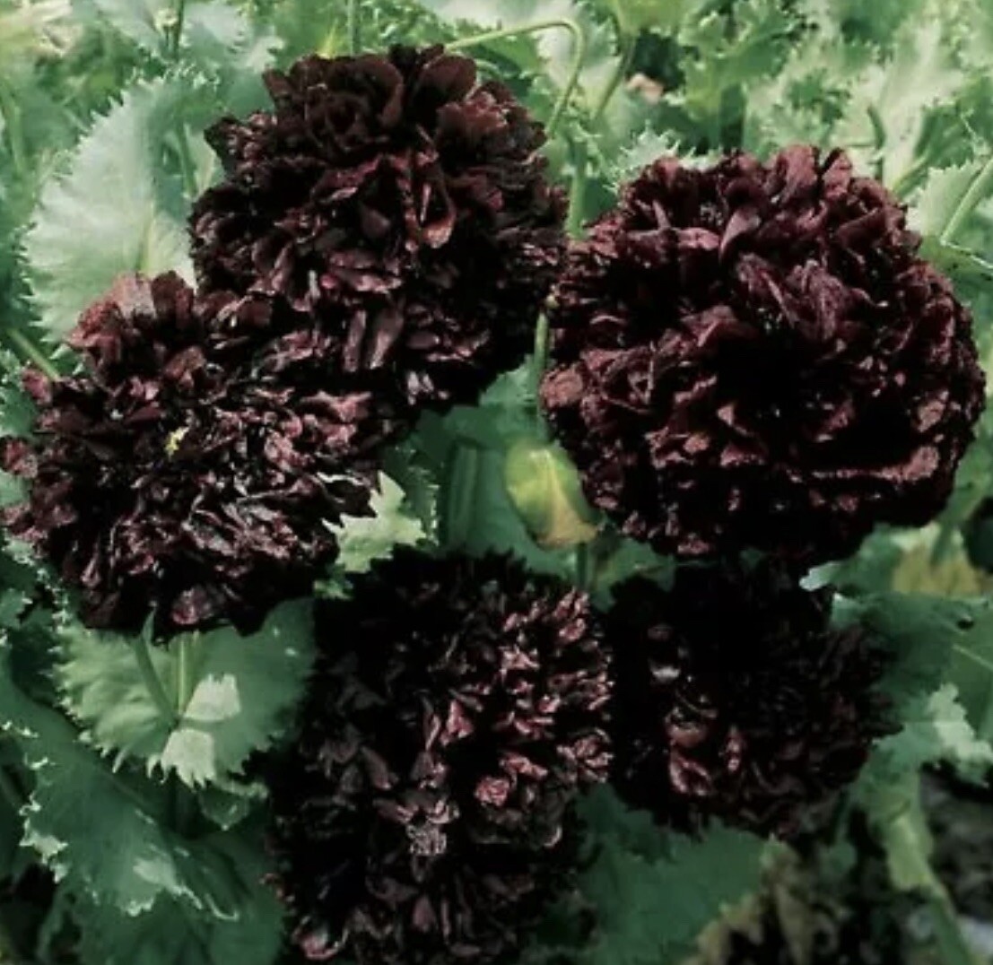 PEONY DOUBLE PURPLE/BLACK FLOWER SEEDS NONGMO FRESH HARVEST