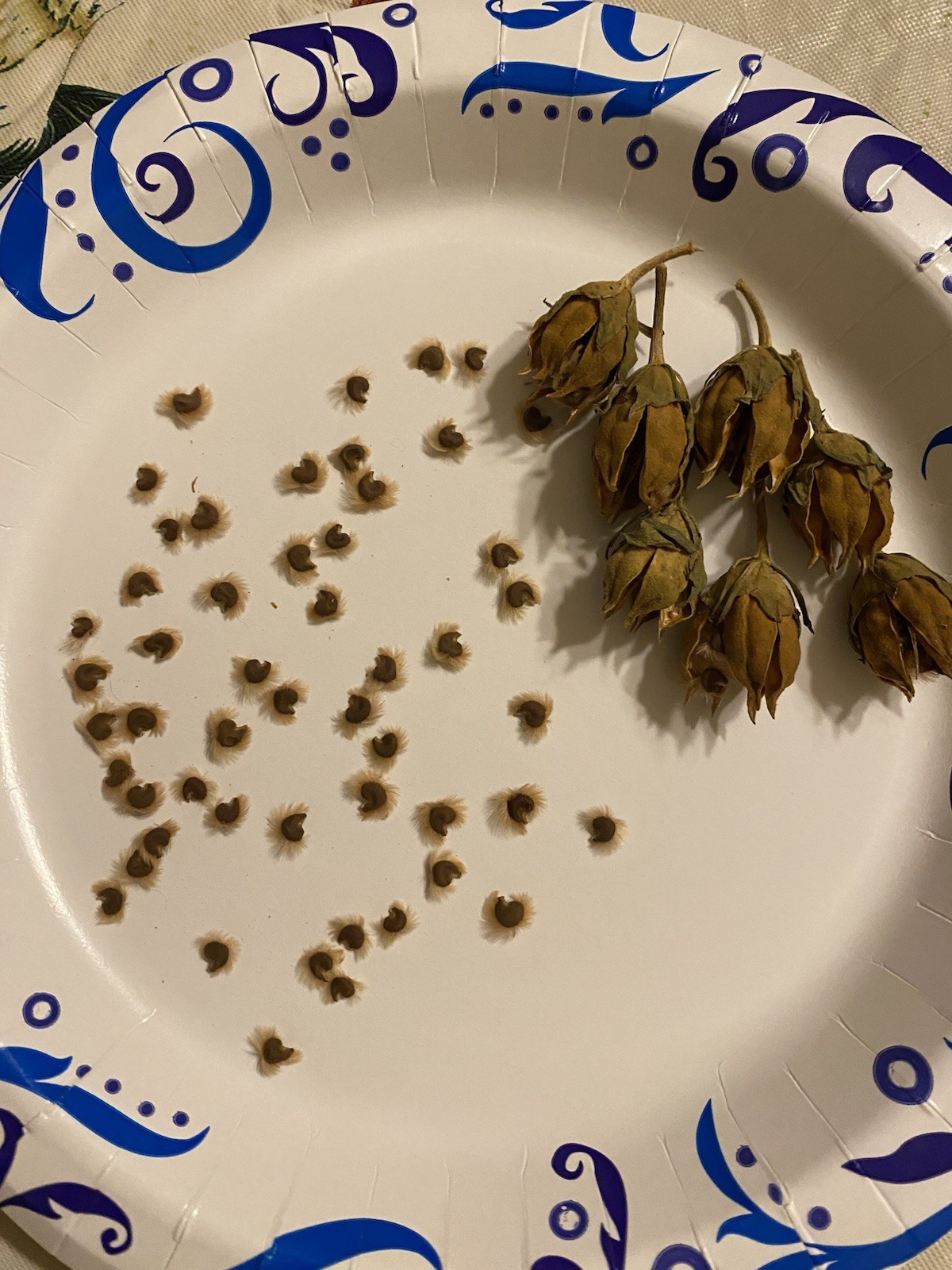 Red Heart White Rose of Sharon Seeds (Hibiscus syriacus) Hibiscus Tree/Shrub