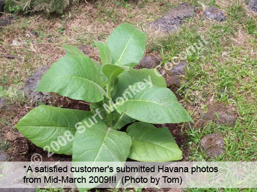 Heirloom Tobacco Seeds 500+ USA GROWN Seed Pack Best Germination Easy to Grow