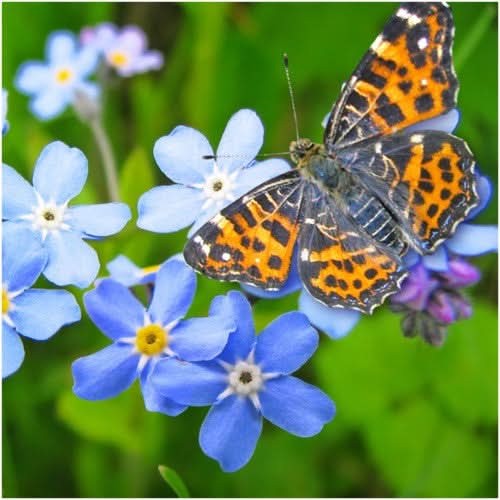 Blue Forget-Me-Not Seeds For Planting (Myosotis sylvatica)