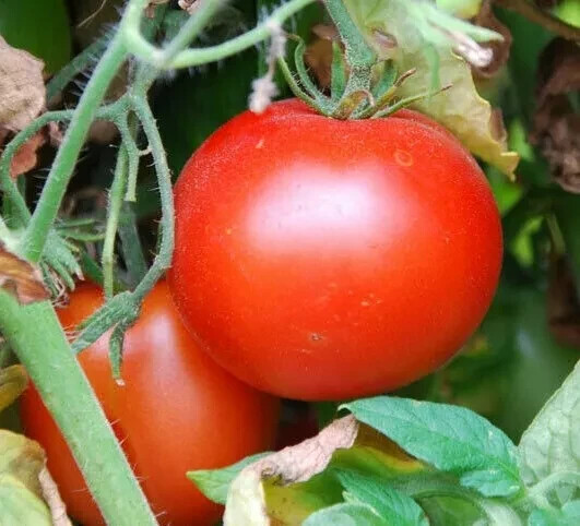 50+ Rutgers Tomato Seeds, Fresh, Ready for Planting, Free Shipping USA