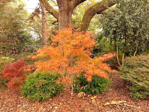 15 SHIME NO UCHI MAPLE SEEDS – Acer palmatum ‘Ao shime no uchi