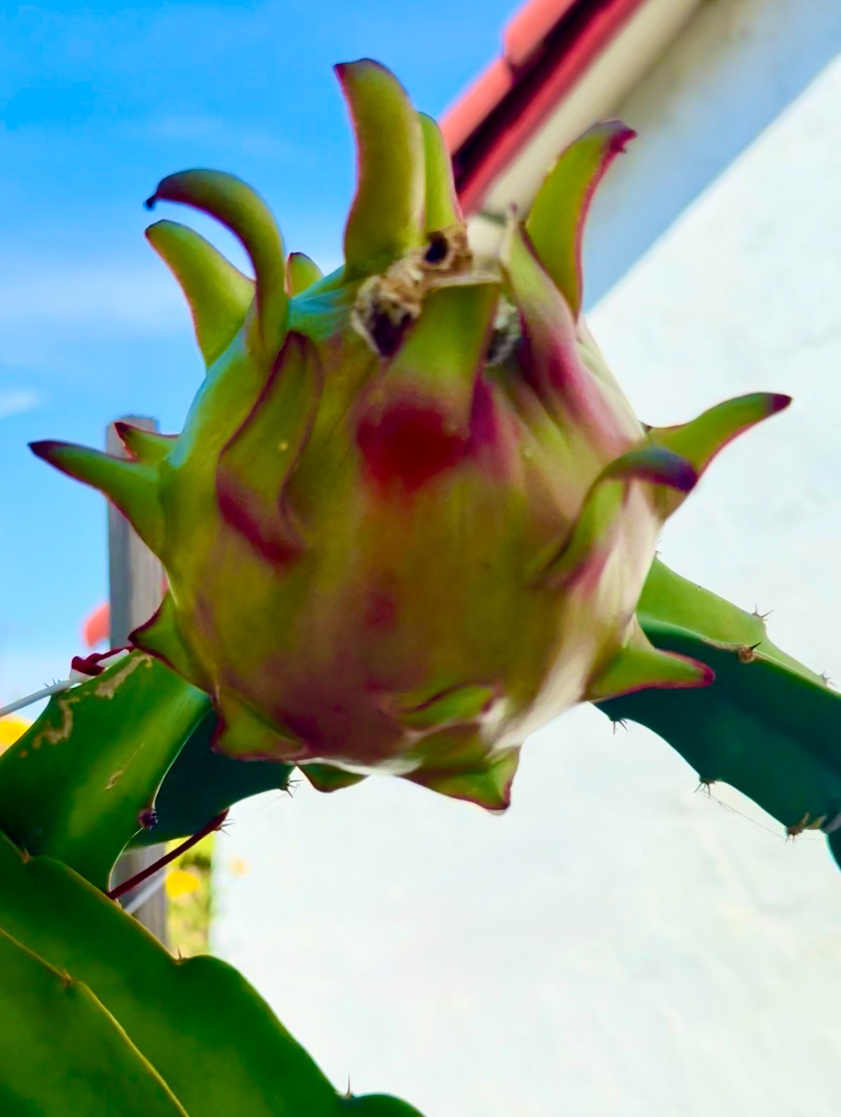 ULTRA RARE Rainbow Dragon Fruit 12″ (1) flesh cutting