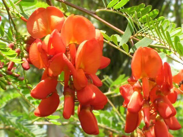 Sesbania punicea RED WISTERIA Red – Orange flowers SEEDS!