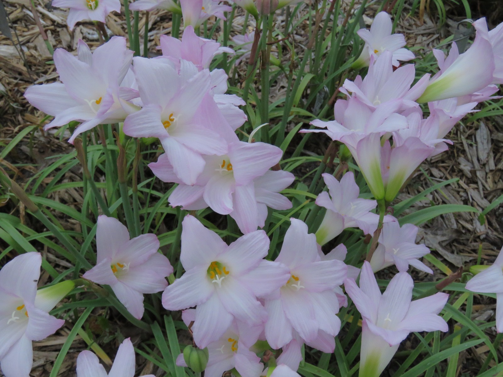 Rain Lily, Habranthus Argentina Pink, 2 bulbs, NEW, RARE, zephyranthes