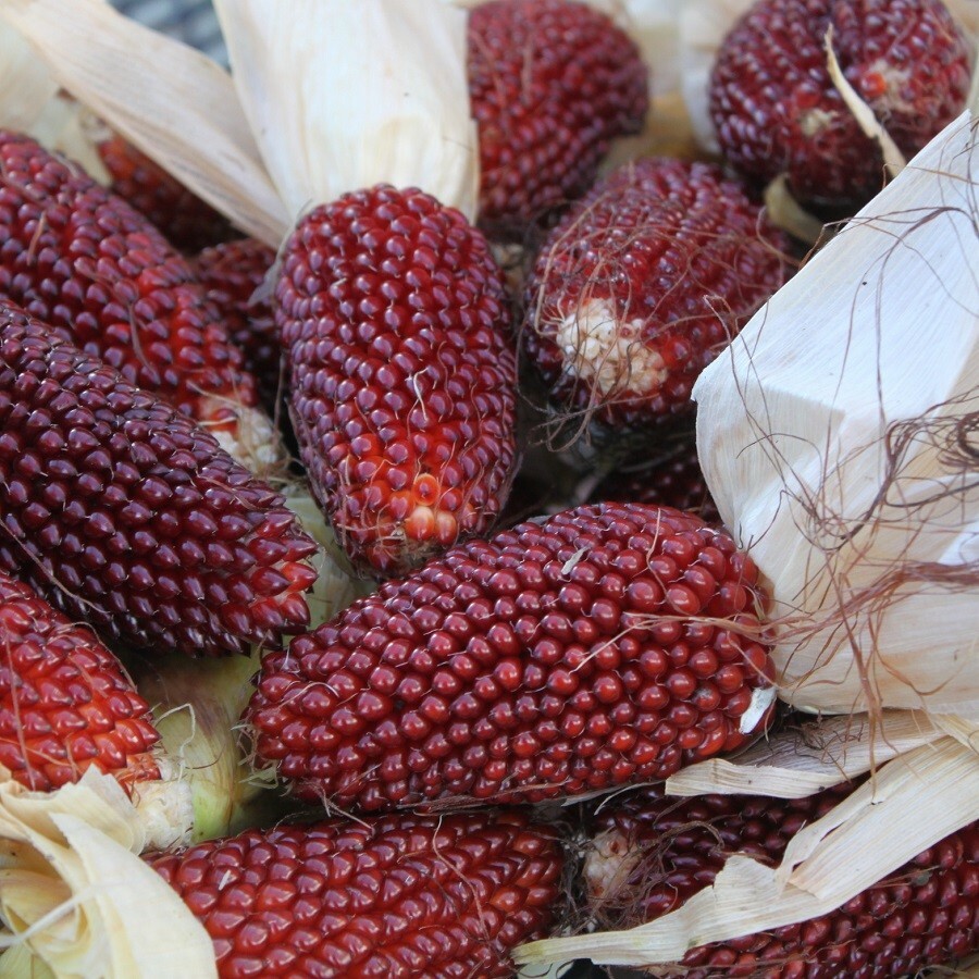 Strawberry Popcorn Corn Seeds 30 Ct Vegetable NON-GMO Vegetable FREE SHIPPING