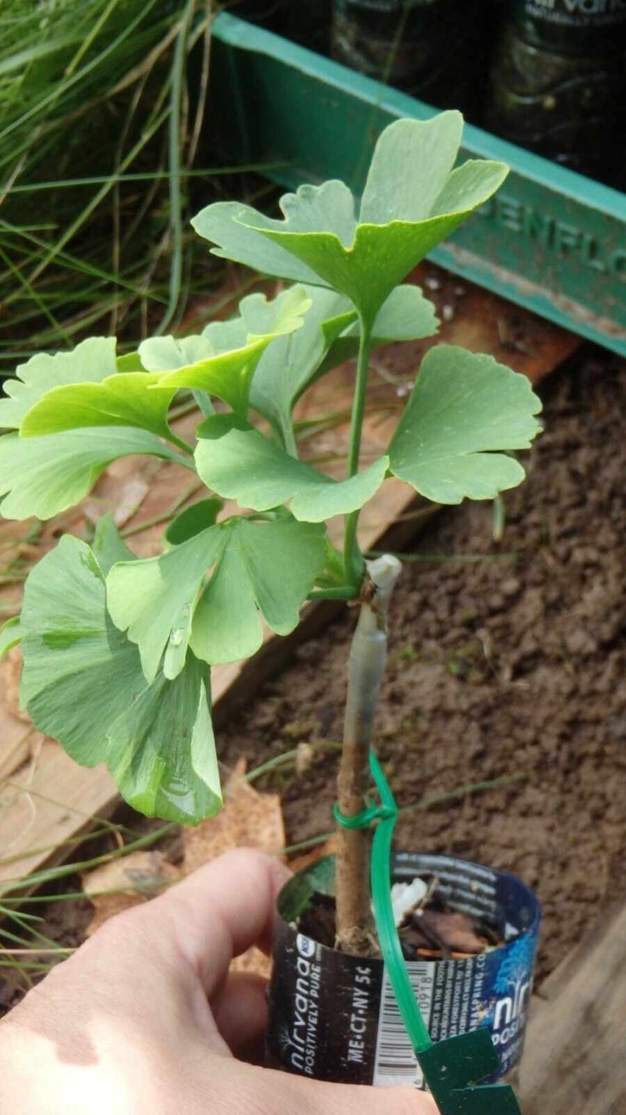 8-16” tall Slovakian Princess male ginkgo biloba, live grafted plant, 2 yo