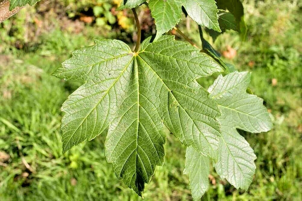 15 SYCAMORE MAPLE SEEDS – Acer pseudoplatanus