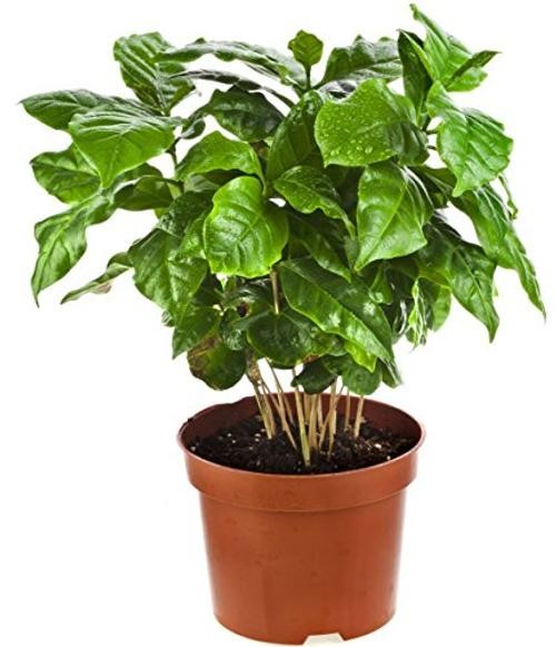 Seeds Arabian Coffee Tree Dwarf Mountain Perennial Garden Flowers for Planting