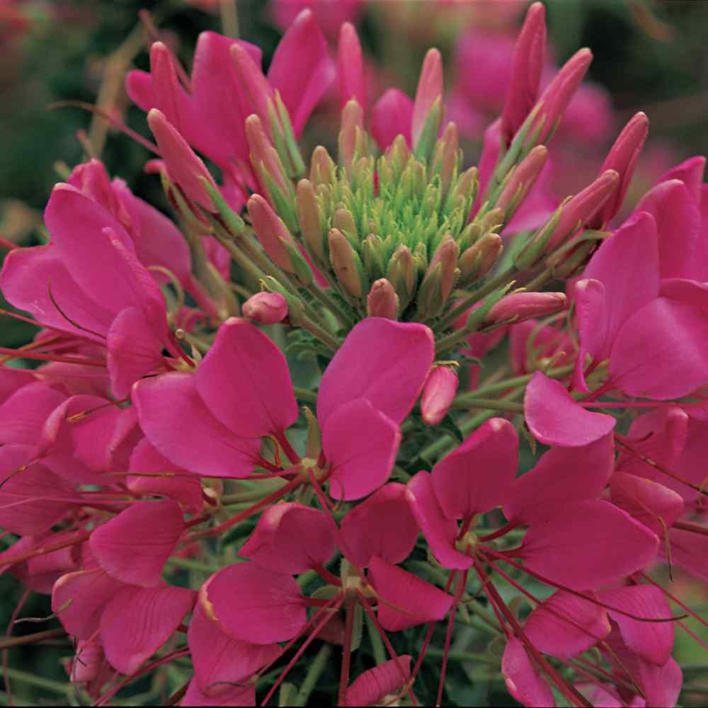 1000 Seeds Cleome Drought Tolerant Spider Flower Rose Queen Garden Plant
