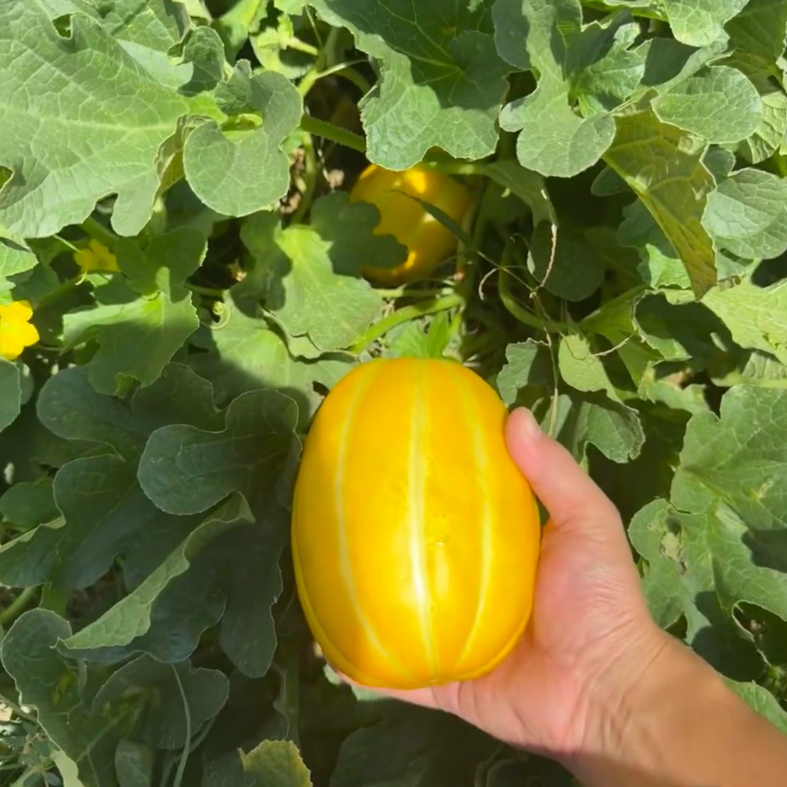 120 Korean Melon Seeds – Crisp Yellow Asian Melon for Sweet Summer Harvest