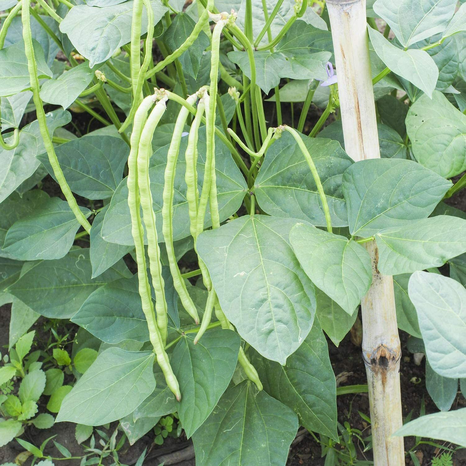 50 Cow Pea Seeds for Planting Made in USA Ships from Iowa Non-GMO