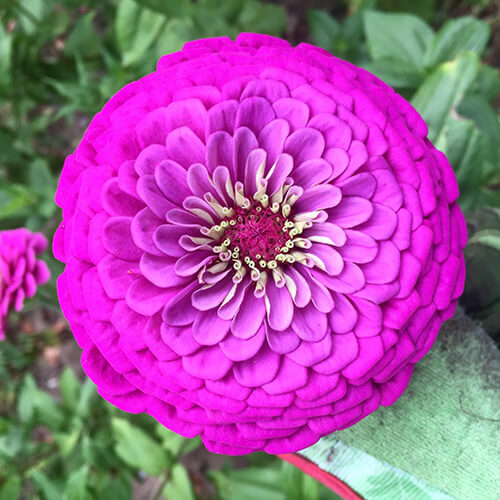 Purple Prince Zinnia Seeds | Giant 5″+ Purple Flowers | Free Shipping | 1185