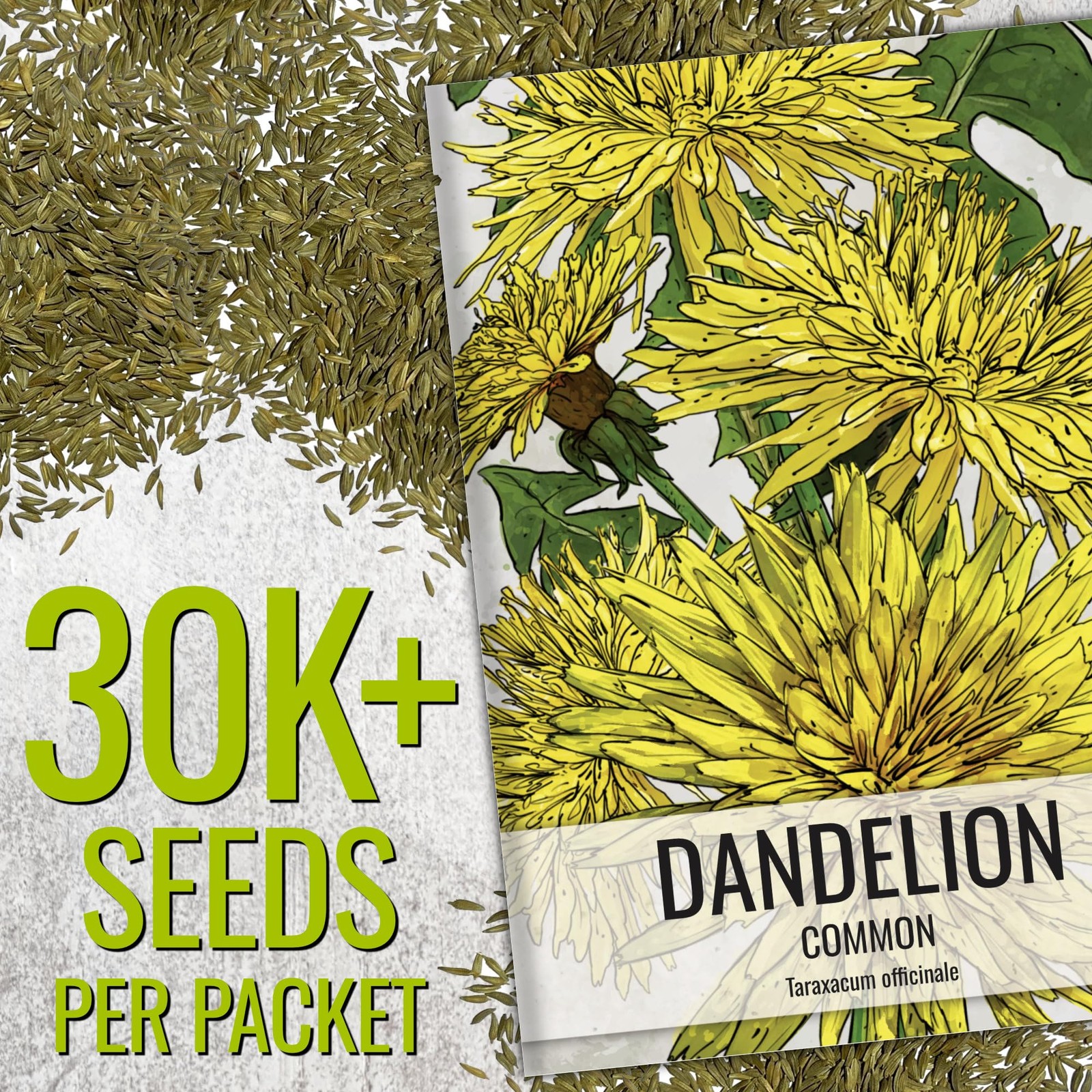 Dandelion Seeds Bulk Herb Garden Planting Taraxacum Officinale 30000 Plus