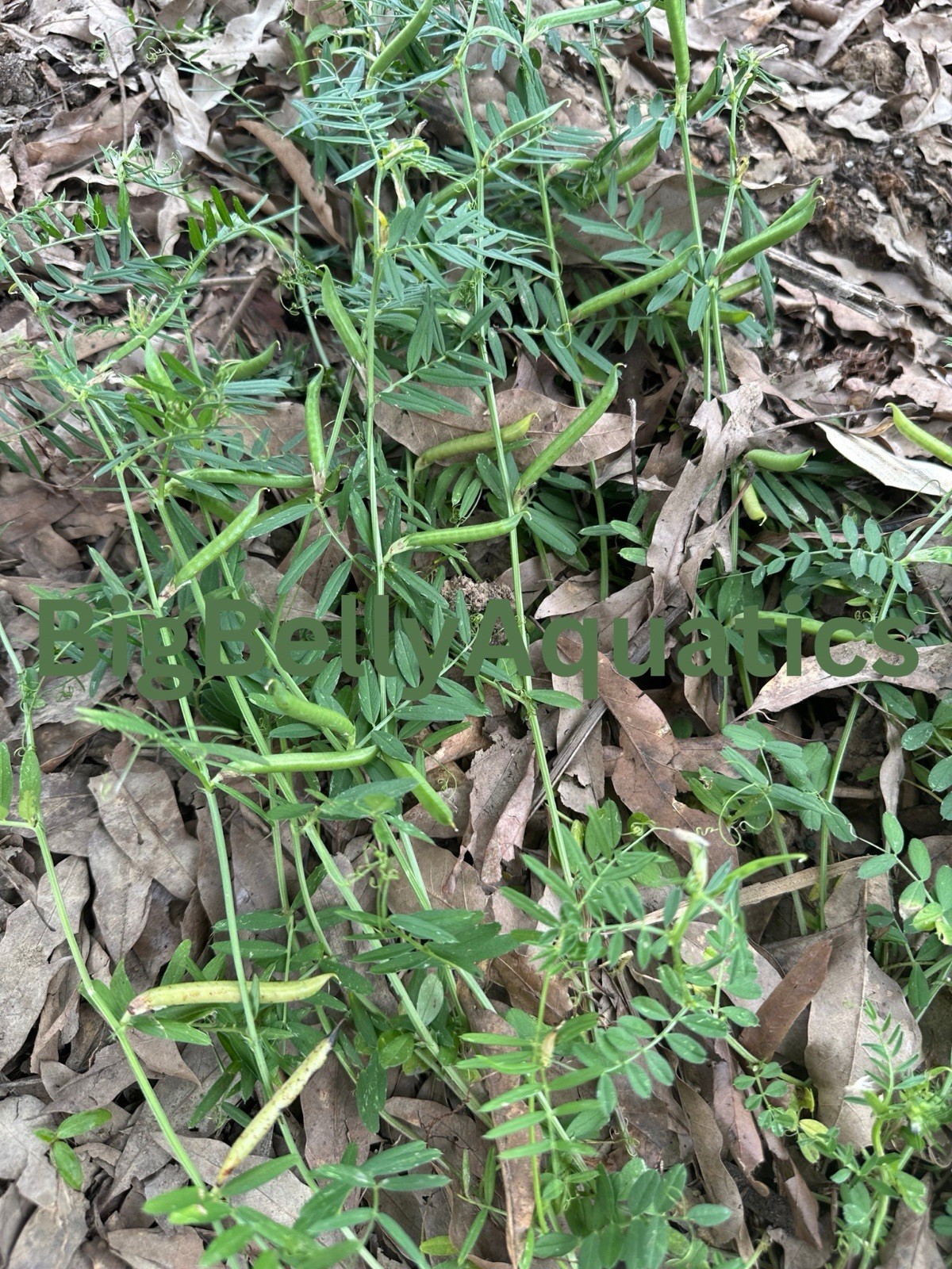 Common Vetch Seeds 25 Pack