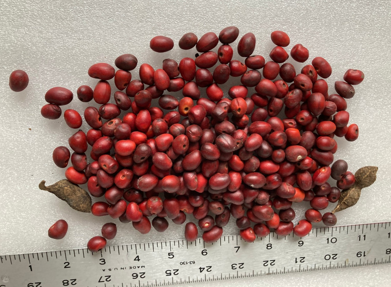 200+ Mountain Laurel Seeds ~ the Texas Mountain Laurel (Sophora secundiflora)