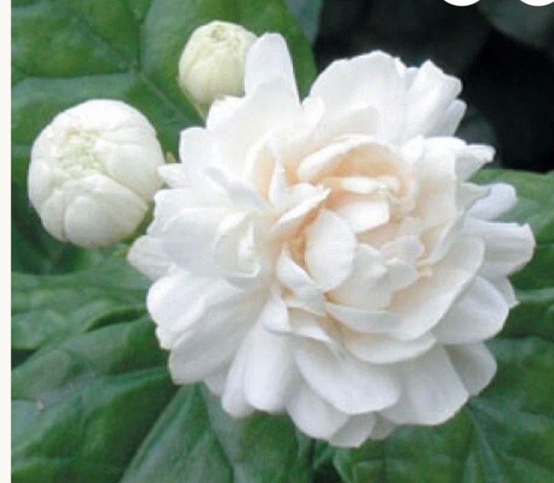 1-Grand Duke of Tuscany Jasmine 12-15””