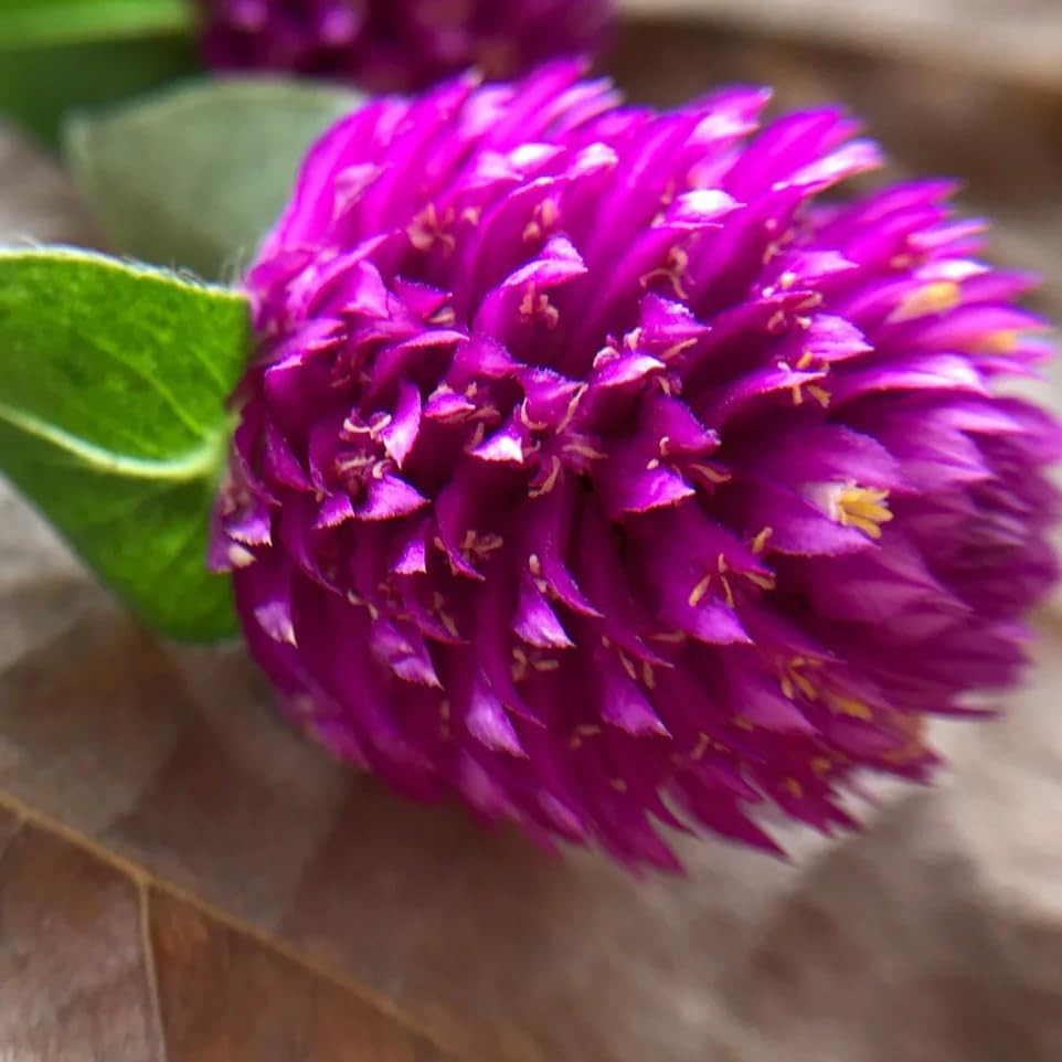 Mix Globe Amaranth Flower Seeds for Planting, 300Pcs Rare Perennial Globe Amaran