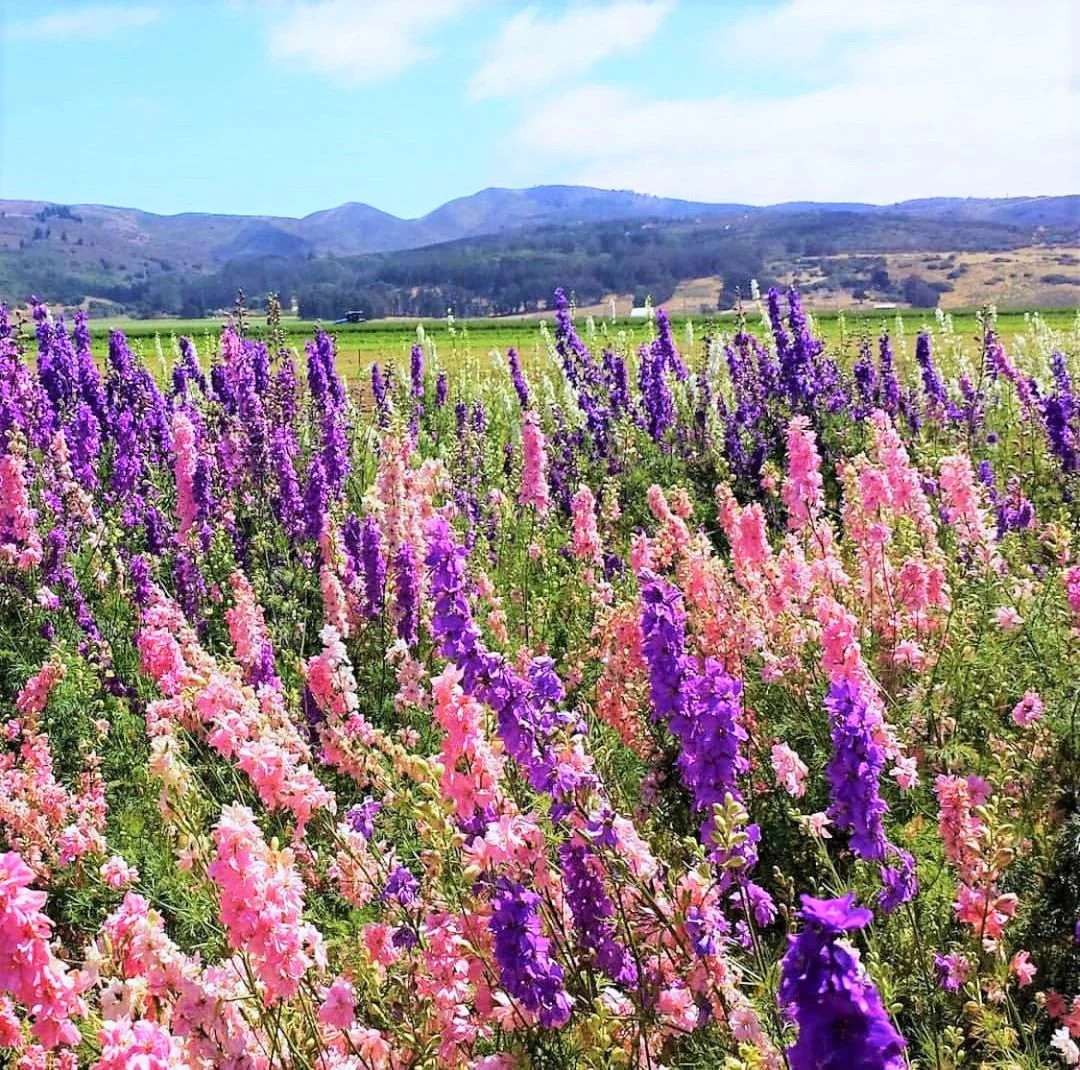 Rocket Mix Larkspur Seeds | Delphinium Colorful Tall Wildflower Flower Seed 2025